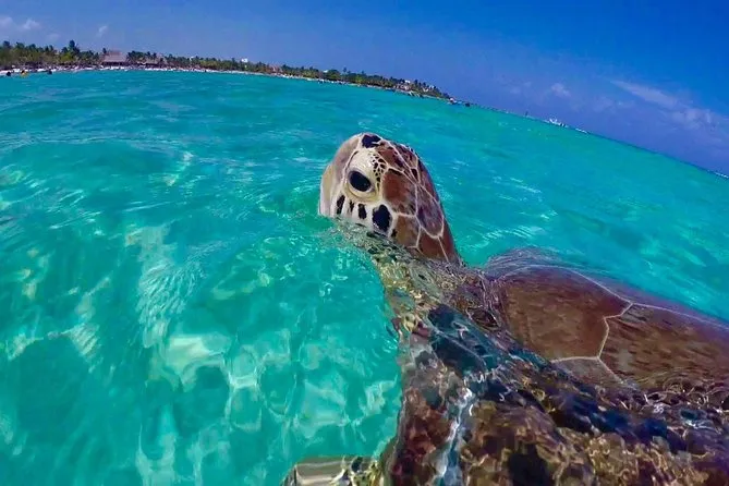 Snorkelers exploring a coral reef in crystal-clear Caribbean water on a St. John USVI snorkeling tour from St. Thomas